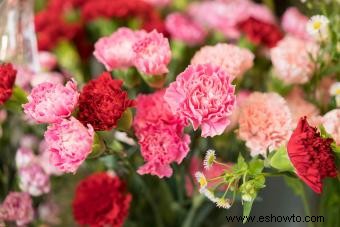 Flores de nacimiento de enero:simbolismo del clavel y campanilla blanca