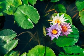 Flores de nacimiento de julio:Las historias de Larkspur y Water Lily