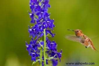 Flores de nacimiento de julio:Las historias de Larkspur y Water Lily