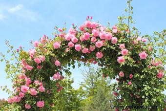 Flores de nacimiento en junio:hermosos significados de rosa y madreselva
