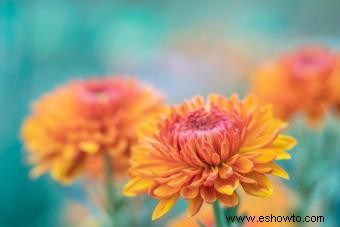 Flor de nacimiento de noviembre:el crisantemo expresivo