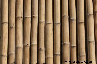 Cómo propagar madera de bambú
