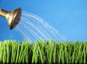 Guía Experta para el Riego Eficiente del Césped: Consejos para Ahorrar Agua y Mantenerlo Saludable