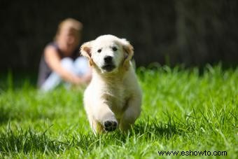 Maticida seguro para mascotas