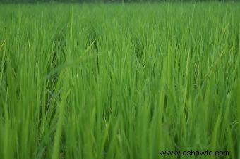 Plantas de arroz