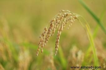 Plantas de arroz