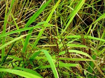 Plantas de arroz