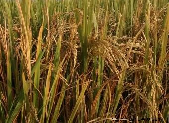 Plantas de arroz