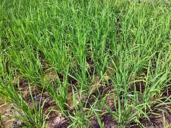 Plantas de arroz