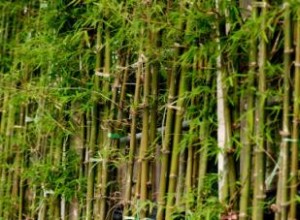 Guía Experta para Trasplantar Plantas Pequeñas de Bambú: Consejos Prácticos y Efectivos