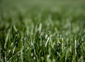 Precios del Césped en Rollo: Guía Completa sobre Costos, Instalación y Tipos