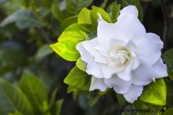 ¿Por qué las hojas de mi gardenia se vuelven amarillas?