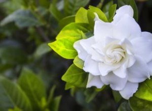 ¿Por qué se amarillean las hojas de la gardenia? Causas comunes y soluciones efectivas