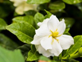 ¿Por qué las hojas de mi gardenia se vuelven amarillas?