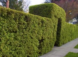 Los Mejores Arbustos para Crear una Cerca de Privacidad en tu Jardín