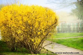 9 arbustos para plantar en otoño para mejorar su paisajismo