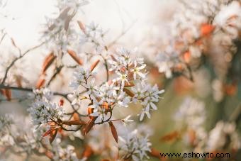 9 arbustos para plantar en otoño para mejorar su paisajismo