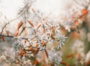 9 Arbustos de Bajo Mantenimiento para Plantar en Otoño y Transformar tu Jardín