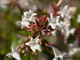 Abelia 