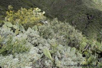 Plantas de artemisia:un perfil completo 