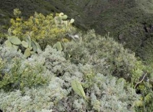 Plantas de Artemisia: Guía Completa de Cultivo, Especies y Usos Medicinales