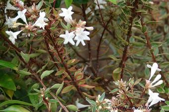 Abelia 