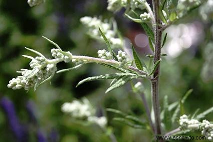 Plantas de artemisia:un perfil completo 