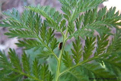 Plantas de artemisia:un perfil completo 