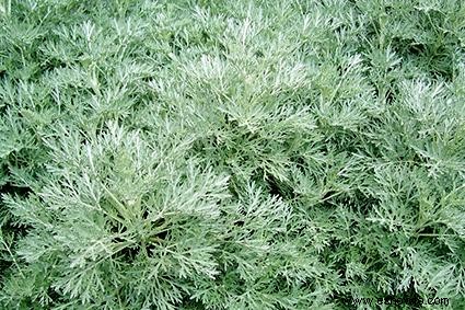 Plantas de artemisia:un perfil completo 