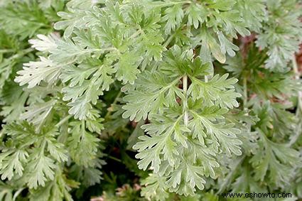 Plantas de artemisia:un perfil completo 