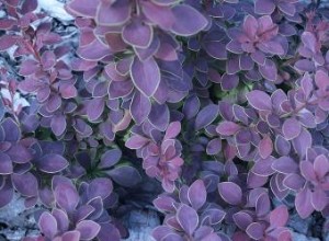 Agracejo (Berberis spp.): Guía completa de cultivo, cuidados y usos ornamentales