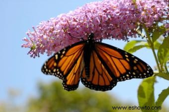 Arbusto de mariposas 