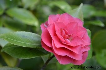 Camelia 