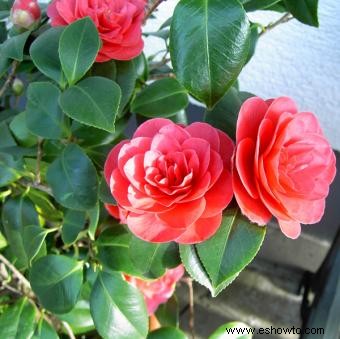 Camelia 