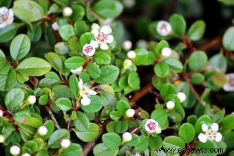 Cotoneaster 