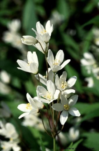 Deutzia 