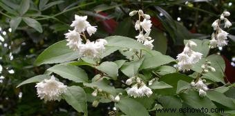 Deutzia 