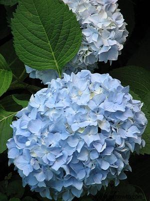 Hortensia de verano sin fin 