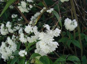 Deutzia 