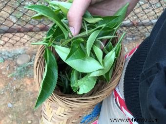 Cultivar té en tu jardín 