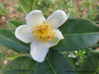 Cultivar té en tu jardín 