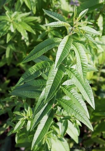 Cultivar té en tu jardín 