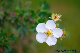 Guía de la Flor de Potentilla Preciosa 