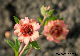 Guía de la Flor de Potentilla Preciosa 