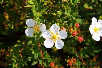 Guía de la Flor de Potentilla Preciosa 