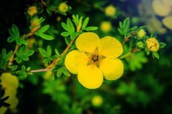 Guía de la Flor de Potentilla Preciosa 