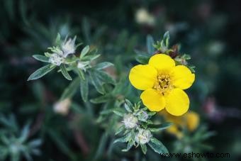 Guía de la Flor de Potentilla Preciosa 