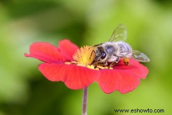 Guía de la Flor de Potentilla Preciosa 