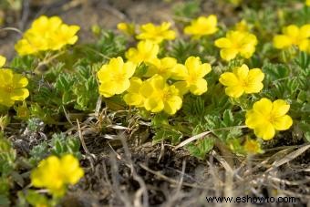 Guía de la Flor de Potentilla Preciosa 