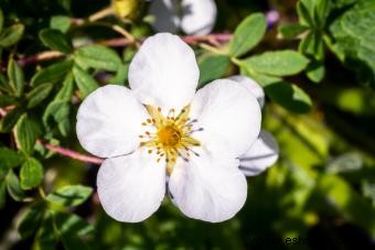 Guía de la Flor de Potentilla Preciosa 